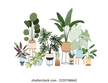 Potted house plants composition. Green-leaf houseplants and succulents in planters, baskets, flowerpots. Indoor home garden. Foliage decoration. Flat vector illustration isolated on white background