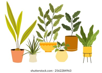 Potted house plants composition. Home and office interior houseplants. Modern green leaf, succulent, cactus decoration in planters, flowerpots. Flat vector illustration isolated on white background