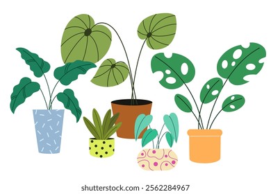 Potted house plants composition. Home and office interior houseplants. Modern green leaf, succulent, cactus decoration in planters, flowerpots. Flat vector illustration isolated on white background