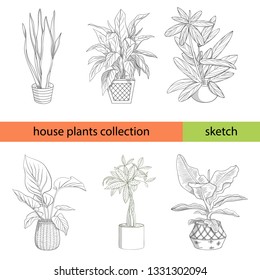 Potted house plants. Sansevieria, aspidistra, ctenanthe, alocasia, money plant, musa. Sketch.