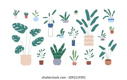 Potted house plants set. Houseplants growing in planters, flowerpots. Indoor home and office green decoration. Modern foliage interior decor. Flat vector illustration isolated on white background