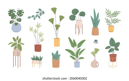 Potted house plants set. Leaf houseplants growing in flowerpots, planters and vases. Modern home interior natural decor. Foliage decoration. Flat vector illustration isolated on white background
