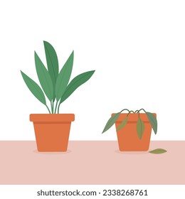 Se está cuidando de una planta de limpieza en macetas y se está muriendo de una maceta sin cuidado ni riego. Ilustración vectorial.
