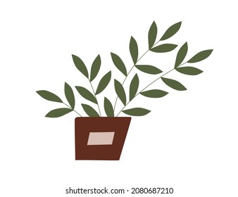 Potted houseplant. Home foliage plant with leaf in flowerpot. Green leaves for house decoration. Interior decor. Flat vector illustration isolated on white background