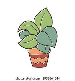 Planta doméstica pulida, ilustración vectorial, aislamiento sobre fondo blanco