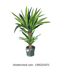 Potted Houseplant. Yucca Plant. Vector  Isolated Plant Illustration. 