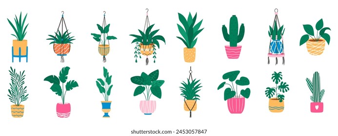 Potted houseplants in macrame hangers. House plants set.