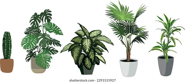 potted houseplants for office or room