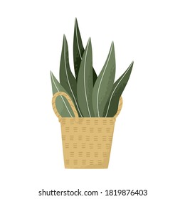 Potted Indoor leaves in rattan natural pot modern house plant hand drawn vector illustration.