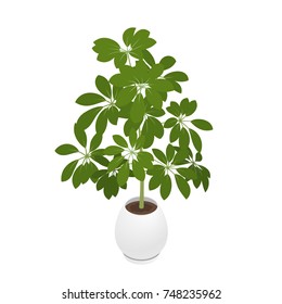 Potted indoor, office and house plant. A schefflera in a pot. Isometric vector illustration