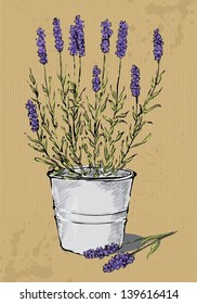 Potted lavender