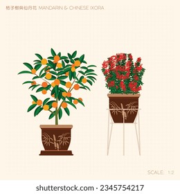 Potted Mandarin Tree and Chinese Ixora Line Drawing. Translation: (Title) Mandarin Tree and Chinese Ixora