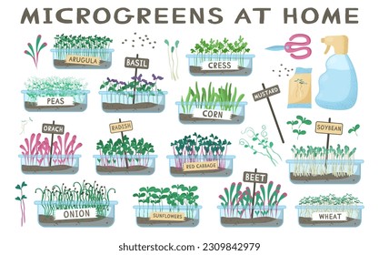Potted microgreens set. Corn, arugula, beets, radish, basil sprouts for healthy green diet. Superfood with vitamins seedling and growing. Flat vector illustration