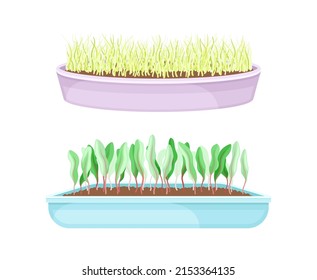 Potted microgreens set. Sprouted edible herbs for healthy nutrition in boxes, vegetarian superfood vector illustration