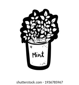 Potted mint, a spicy herb for tea. Home garden. Hand drawn doodle vector illustration 
 isolated on white background 