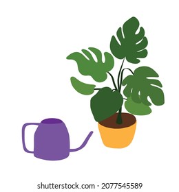 Potted Monstera is a potted houseplant and a lilac watering can. Isolated over white background.