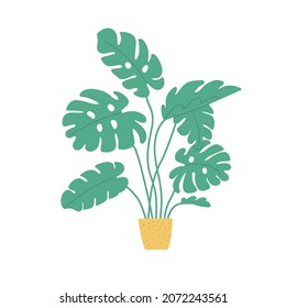 Potted monstera sketch. Vector indoor philodendron. Doodle color plant illustration