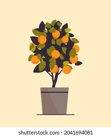 maceta de naranja cultivando árbol frutal en maceta