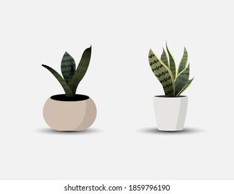 Potted ornamental plant vector picture