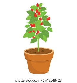Potted pepper plant Vector Illustration. Chili pepper in pot drawing. Hand drawn Pepper pot illustration