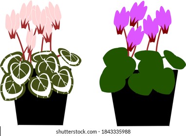 Potted pink and purple cyclamen
