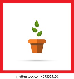 Potted plant