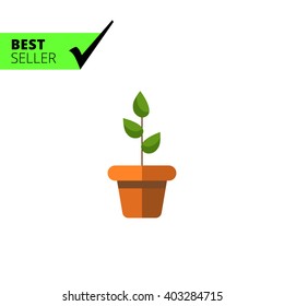 Potted plant