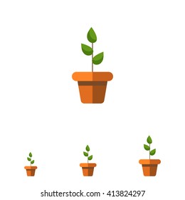 Potted plant