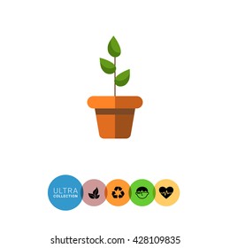 Potted plant
