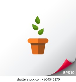 Potted plant