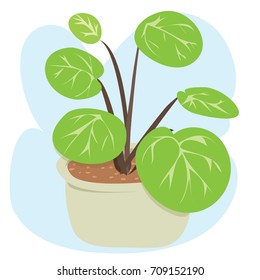 potted plant