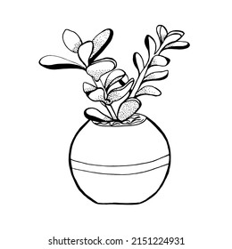 Potted plant Crassula doodle. Jade plant vector illustration on white background. For web; print, infographics. app; pattern, invitation, illustration, outline, logo, mobile, app,  web, ui.