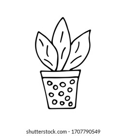 Potted plant, flower with large leaves doodle. Aloe vera. Single black and white outline illustration vector