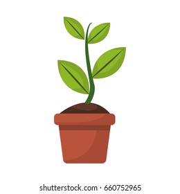 potted plant garden botanical element