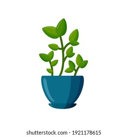 Potted plant. Green plant in cartoon style. Vector illustration isolated on white background