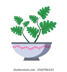 Potted plant with green wavy leaves in a decorative bowl on a white background. 