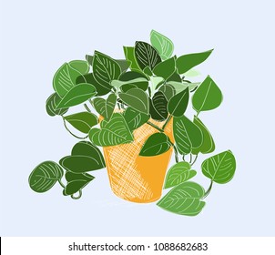 potted plant hand drawn vector illustration. scindapsus. 