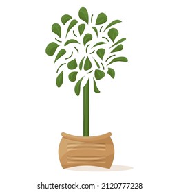Potted plant for home and office. A houseplant with a spherical crown and many leaves. Ceramic flower pot with decor. Vector icon, cartoon, isolated