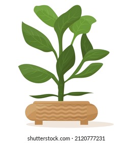 Potted plant for home and office. A houseplant, creation of microclimate, interior design. Ceramic flower pot with decor. Vector icon, cartoon, isolated