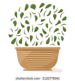 Potted plant for home and office. A houseplant, lush dense spherical crown, many small leaves. Ceramic flower pot with decor. Vector icon, cartoon, isolated