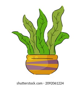 Potted plant. Homemade Green leaves of houseplant. Brown pot and House decoration. Gardening and botany.