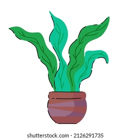 Potted plant. Homemade Green leaves of houseplant. Brown pot and House decoration. Gardening and botany.