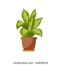 Potted plant isolated. 