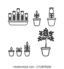 Potted plant phases set. The life cycle of home flowers. Growth stages seedling. Ripening growing period in a pot and flower box. Vector illustration in doodle style