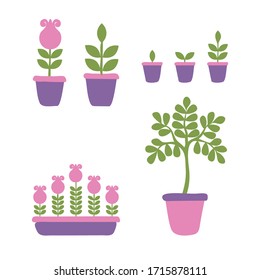 Potted plant phases set. The life cycle of home flowers. Growth stages seedling. Ripening growing period in a pot and flower box. Vector illustration in cartoon style