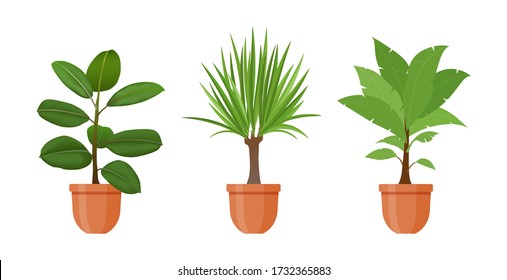 Topfpflanze. Set von Hauspflanzen und Blumen in Töpfen in flachem Stil. Innenkeiche isoliert auf weißem Hintergrund. Ficus, Dracaena Blumen. Dekoration der Innenräume. Vector-Abbildung.