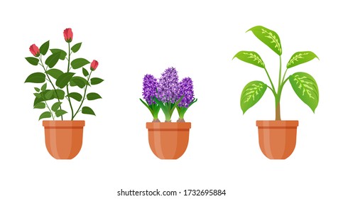 Topfpflanze. Set von Hauspflanzen und Blumen in Töpfen in flachem Stil. Innenkeiche isoliert auf weißem Hintergrund. Hyakinth, Dieffenbachie, Rosenblumen. Dekoration der Innenräume. Vector-Abbildung.