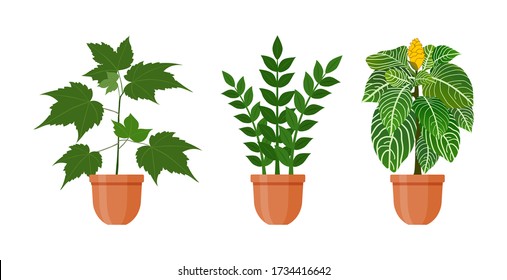 Topfpflanze. Set von Hauspflanzen und Blumen in Töpfen in flachem Stil. Innenkeiche isoliert auf weißem Hintergrund. Dekorationselement des Wohnzimmers. Dekoration der Innenräume. Vector-Abbildung.