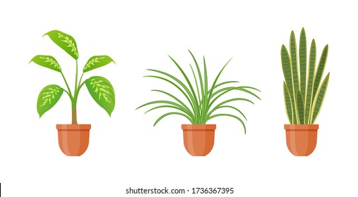 Topfpflanze. Set von Hauspflanzen in Töpfen in flachem Stil. Innenkeiche isoliert auf weißem Hintergrund. Sansevieria, Dieffenbachie, Chlorophytumblüten. Dekoration der Innenräume. Vector-Abbildung.