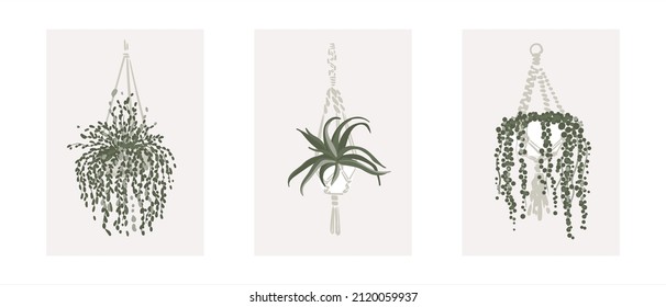 Potted plant set vector including: String of nickels, Aloe, String of pearls.  Modern style houseplants. Set of beautiful natural home decorations. Vector illustration isolated on white